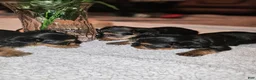 Yorkshire Terrier dogs for sale: Max - Ad 32
