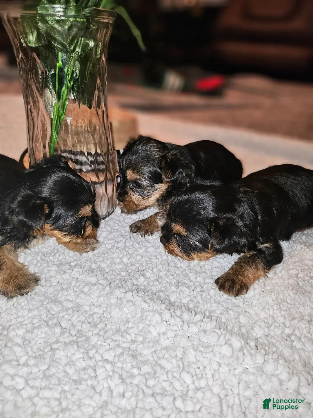 Yorkshire Terrier dogs for sale: Max - Ad 32