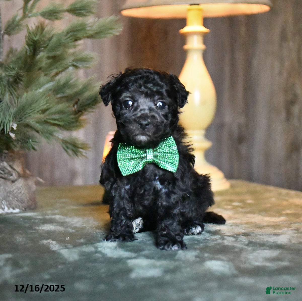 Mini Aussiedoodle dogs Dinky  - Ad 38