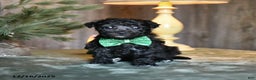 Mini Aussiedoodle dogs for sale: Dinky  - Ad 1