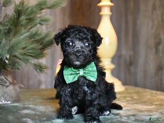 Mini Aussiedoodle dogs Dinky - Ad 41