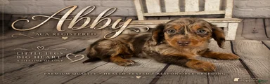 Abby