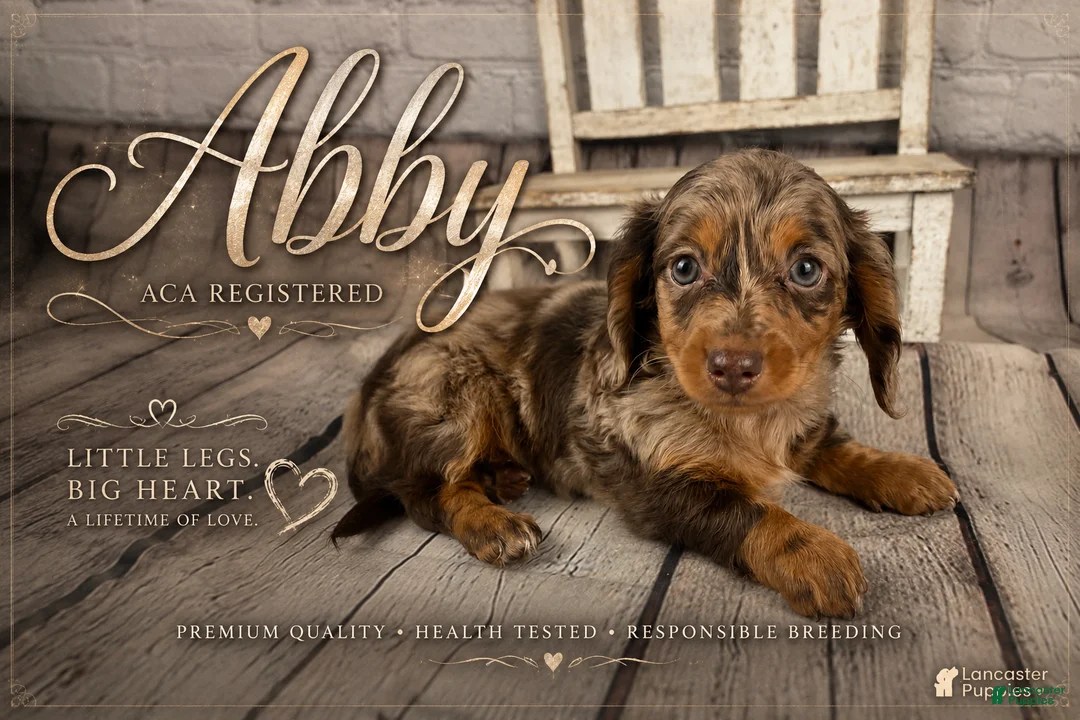 Miniature Dachshund dogs for sale: Abby - Ad 1