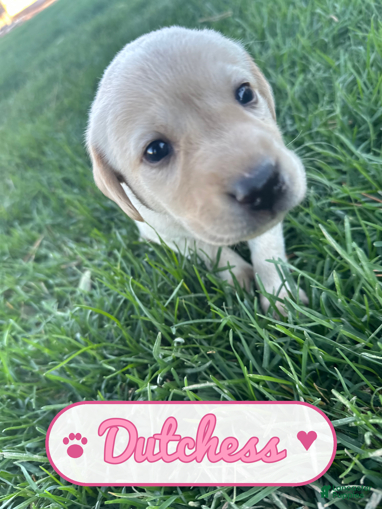 Labrador Retriever dogs Dutchess - Ad 11