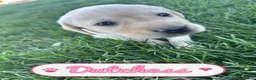 Labrador Retriever dogs for sale: Dutchess - Ad 1