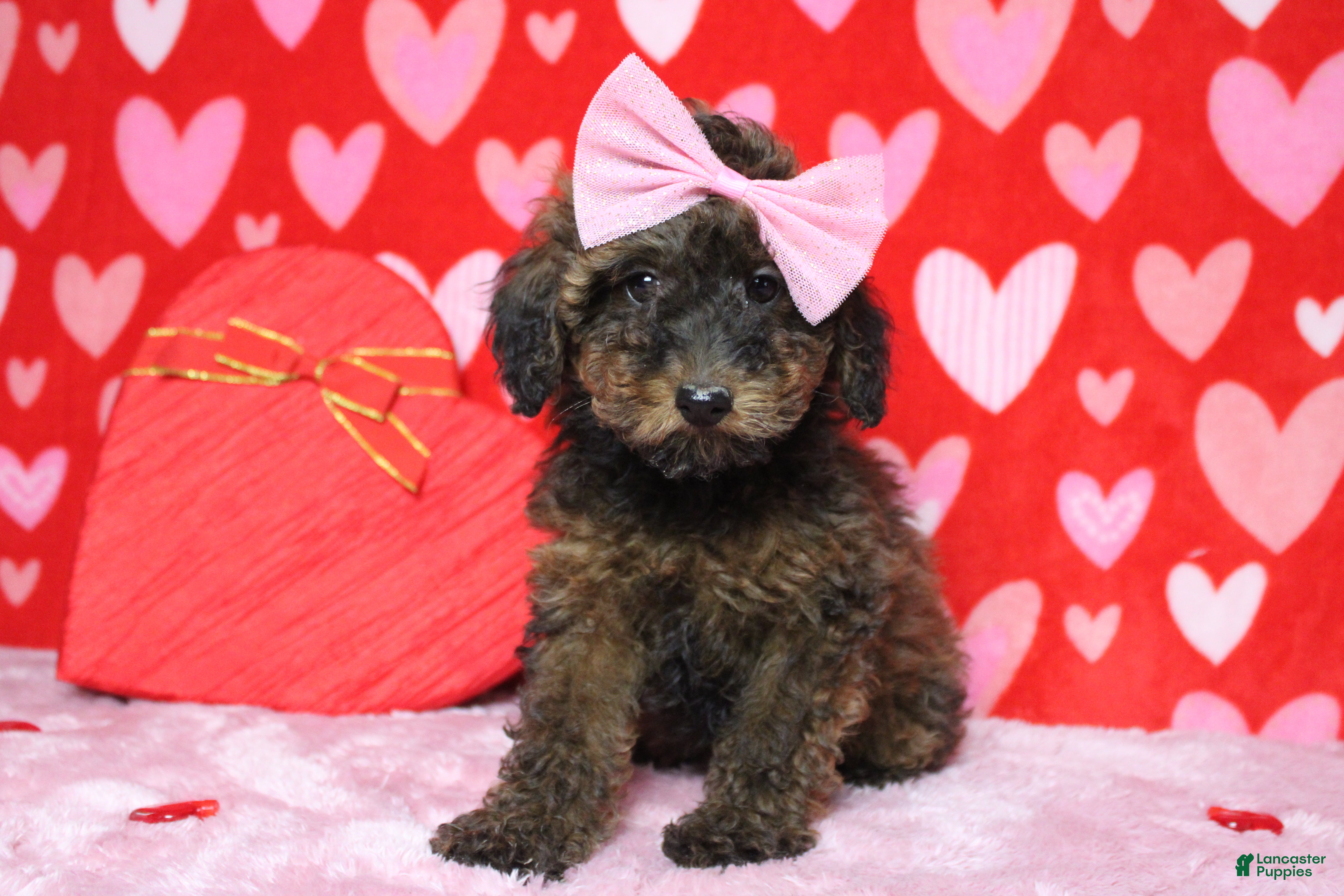 Toy Poodle dogs Sardonyx - Ad 34
