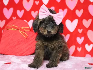Toy Poodle dogs Sardonyx - Ad 34