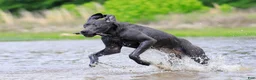 Great Dane dogs for sale: Theodora Stahltitan vom Bravohaus - Blue Euro Great Dane Girl - Ad 8