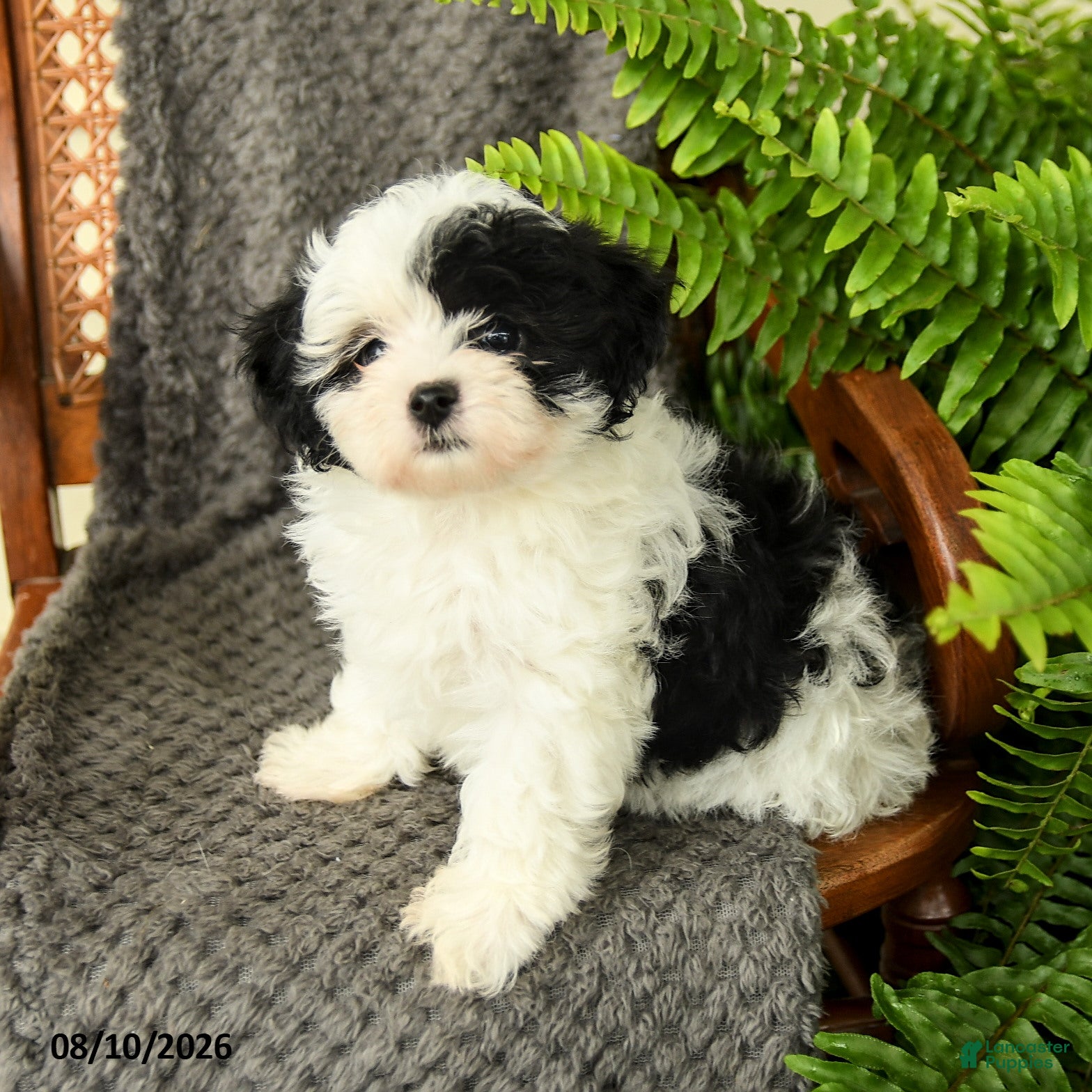 Maltipoo dogs Fallon - Ad 1