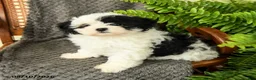 Maltipoo dogs for sale: Fallon - Ad 1