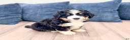 Mini Bernedoodle dogs for sale: Jimmy - Ad 8