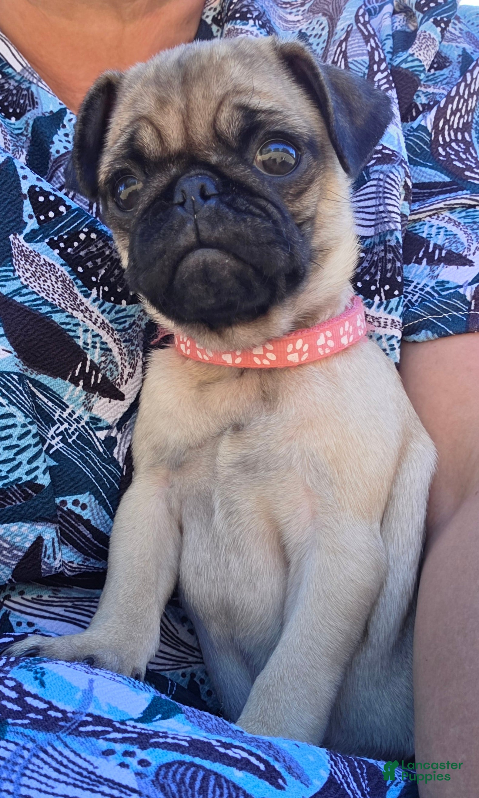 Pug dogs Baby Peaches  - Ad 1