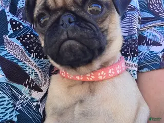 Pug dogs Baby Peaches - Ad 1