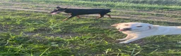 Mixed Breed dogs for sale: Sweetness $150 - Ad 17