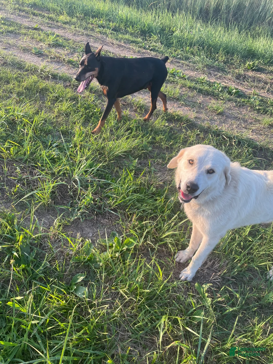 Mixed Breed dogs for sale: Sweetness $150 - Ad 17