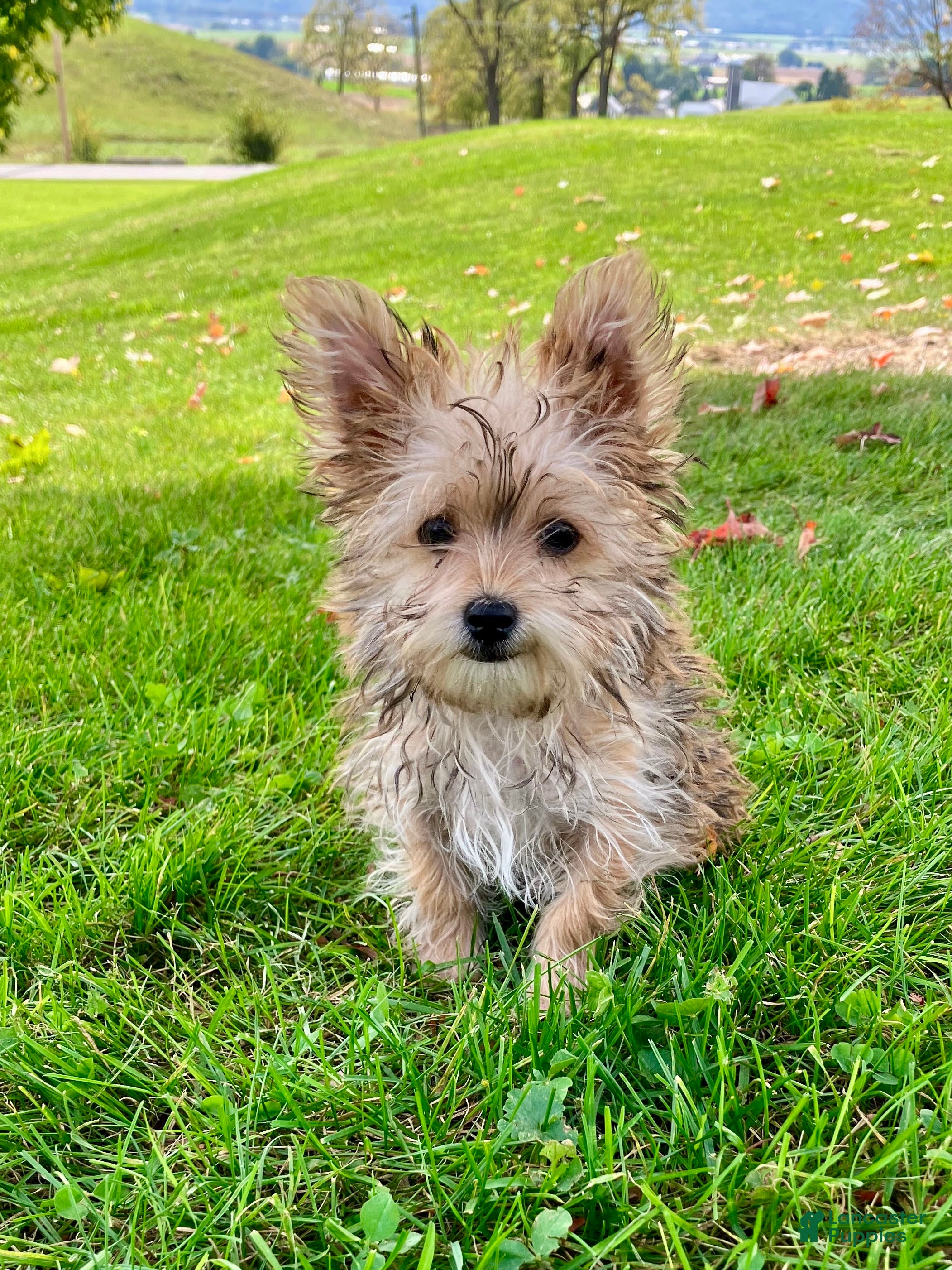 Morkie dogs Otis - Ad 1