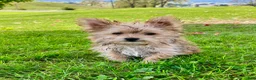 Morkie dogs for sale: Otis - Ad 1