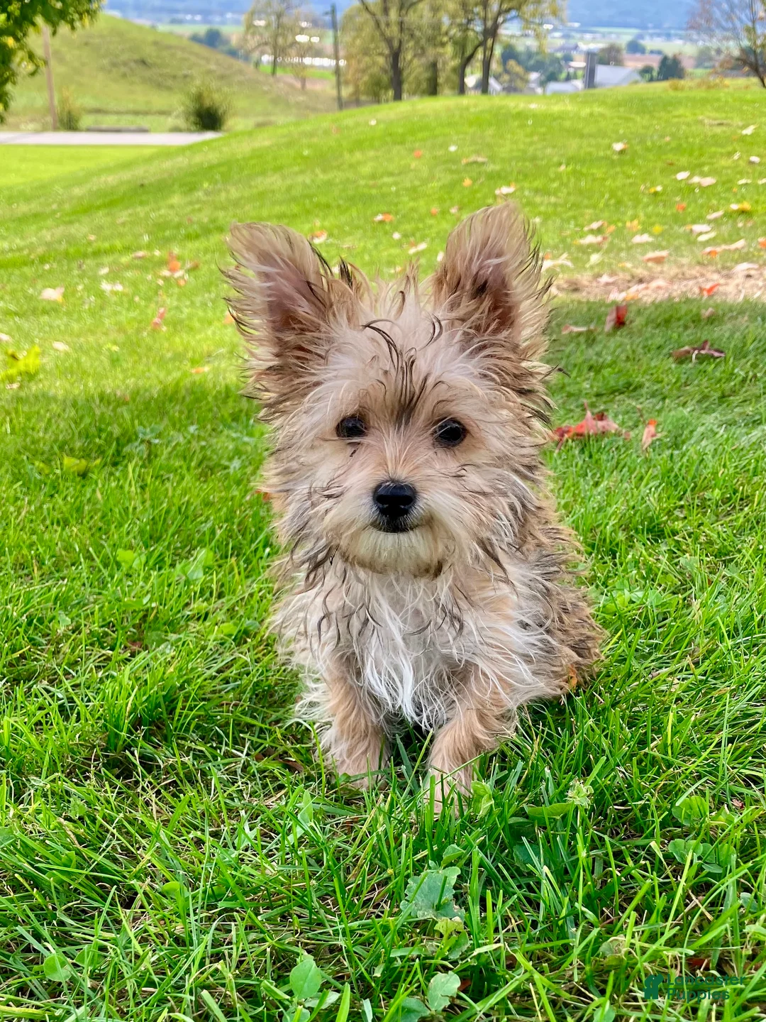 Morkie dogs for sale: Otis - Ad 1