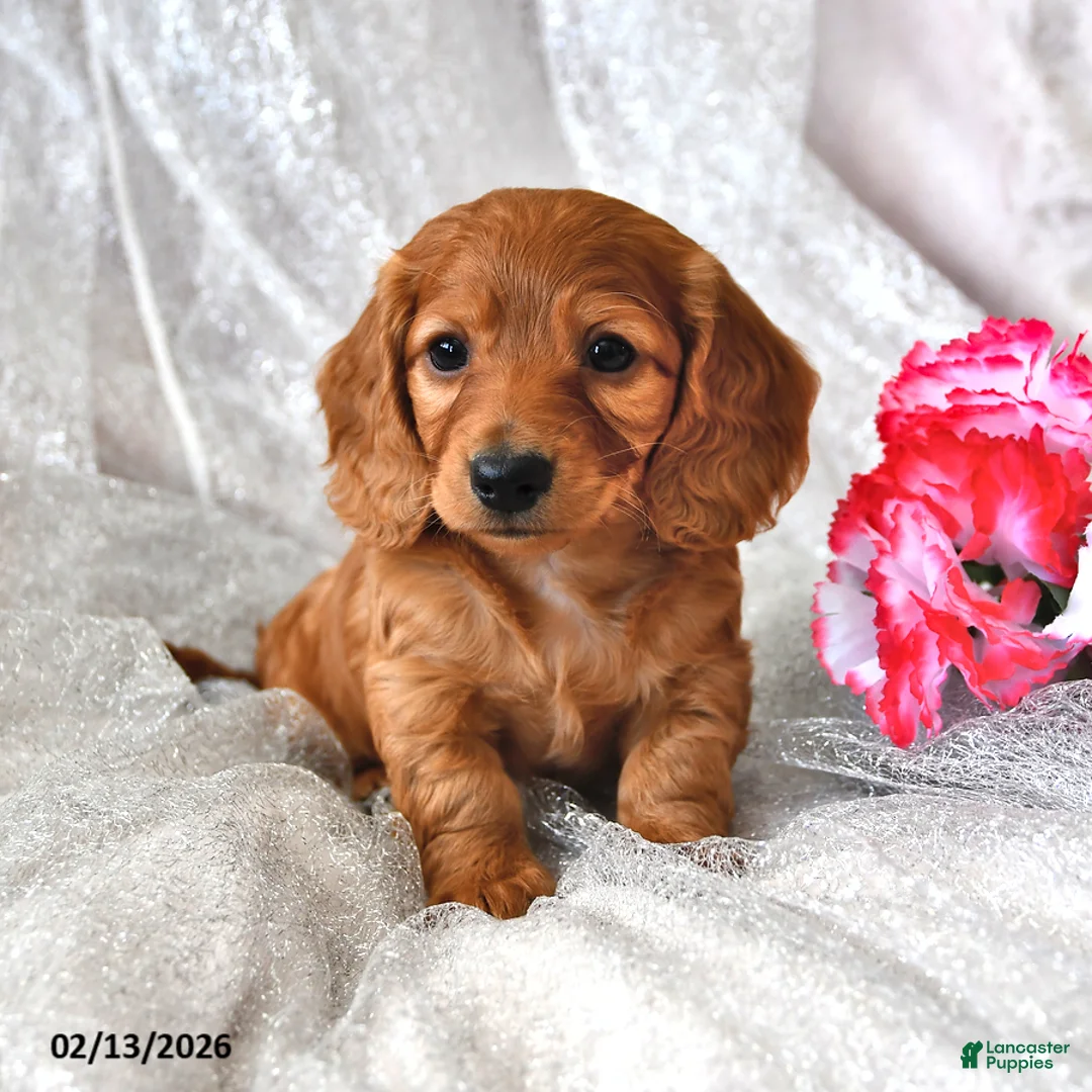 Miniature Dachshund dogs for sale: Peter - Ad 3