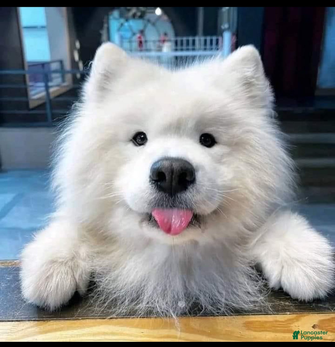 Samoyed dogs for sale: Dante - Ad 3