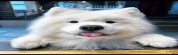 Samoyed dogs for sale: Dana - Ad 3