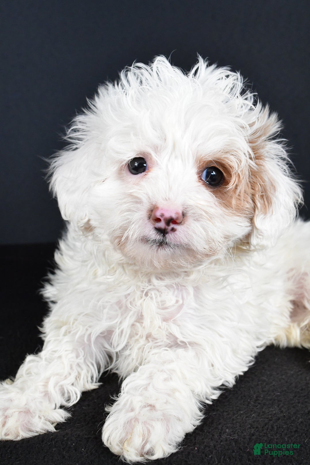 Havapoo dogs for sale: Autumn - Ad 3