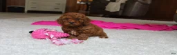 Cavapoochon dogs for sale: Monica - Ad 8