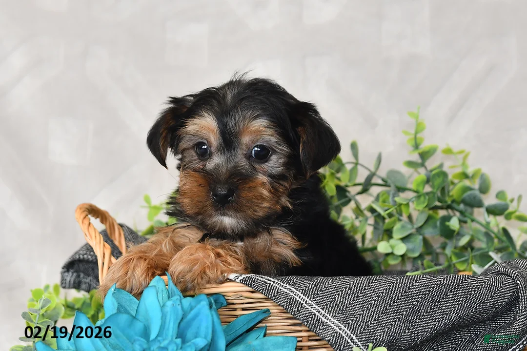 Yorkshire Terrier dogs for sale: Oscar - Ad 4