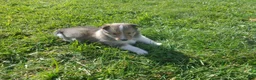 Shetland Sheepdog dogs for sale: Shetland Sheepdog 1 - Ad 2