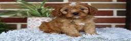 Cavapoo dogs for sale: Oakley  - Ad 3