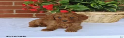 Toy Poodle dogs for sale: Tucker - Ad 3