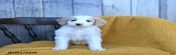 Goldendoodle dogs for sale: Brie - Ad 2