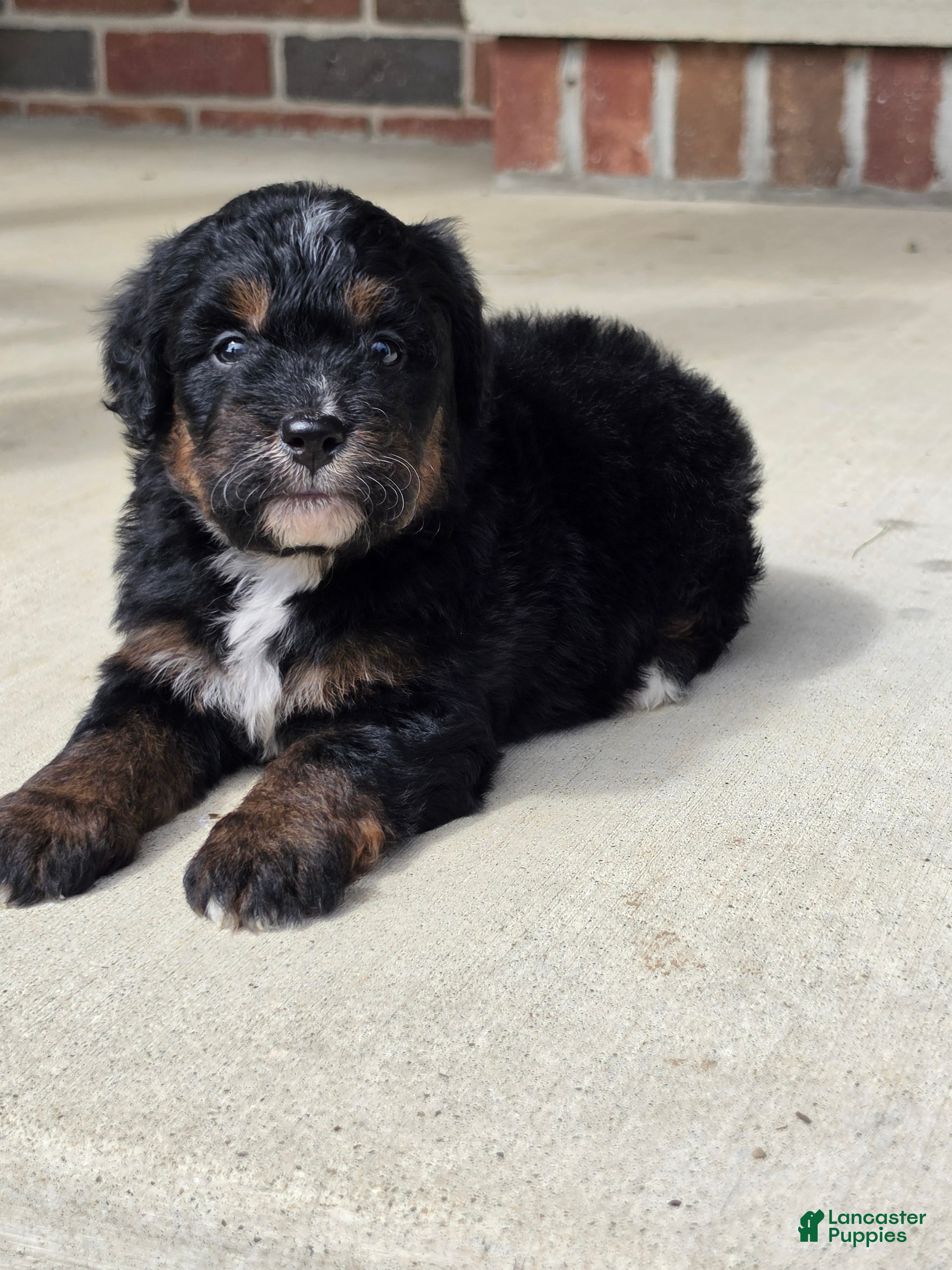 Bernedoodle dogs Winnie - Ad 1