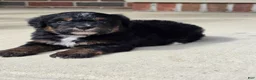 Bernedoodle dogs for sale: Winnie - Ad 1