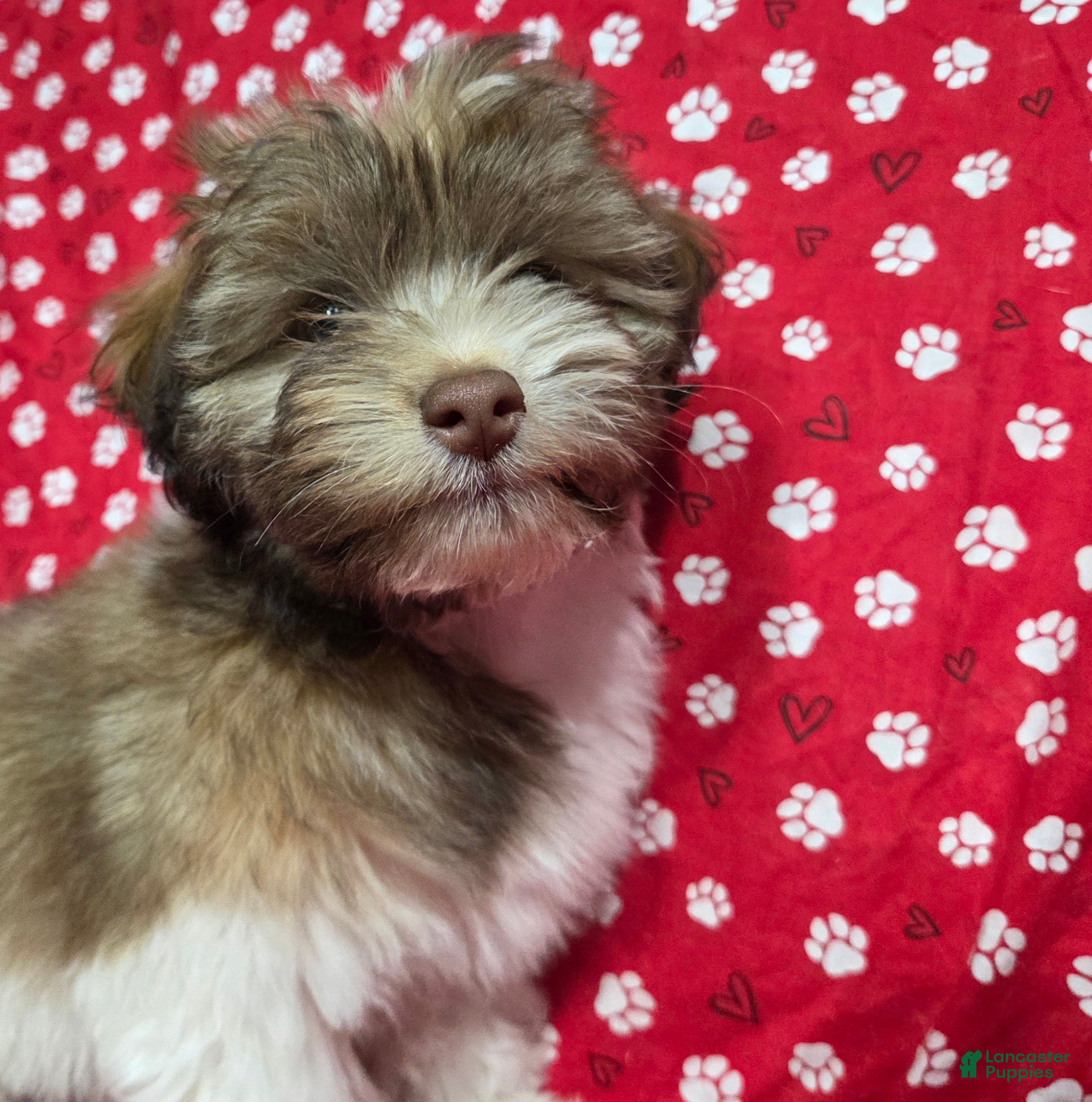 Havanese dogs Havanese Puppy 3- Tim McPaw - Ad 2