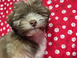 Havanese dogs Havanese Puppy 3- Tim McPaw - Ad 2
