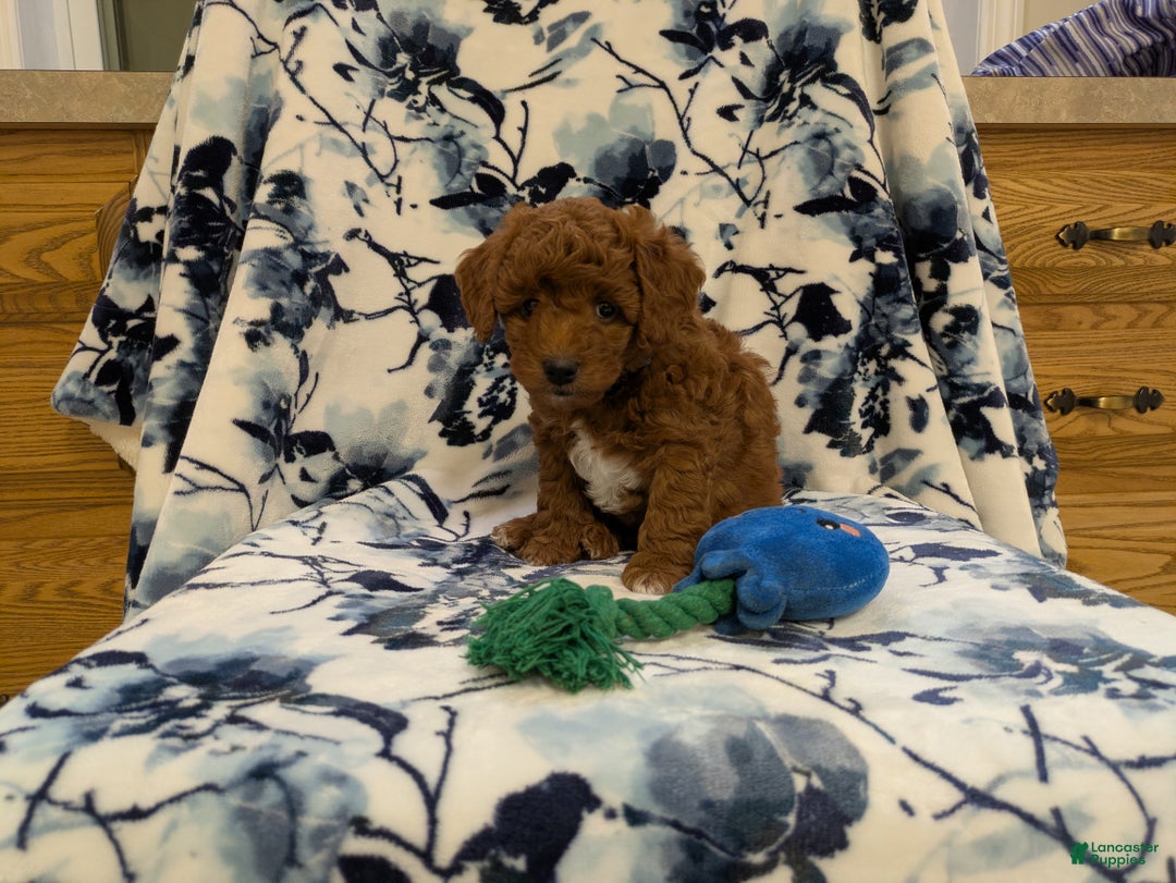 Jackapoo dogs for sale: Jasper - Ad 1