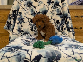 Jackapoo dogs Jasper - Ad 7