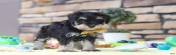 Miniature Schnauzer dogs for sale: Kevin - Ad 3
