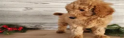 Mini Goldendoodle dogs for sale: Houston - Ad 18