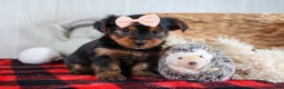 Yorkshire Terrier dogs for sale: COCO - Ad 12