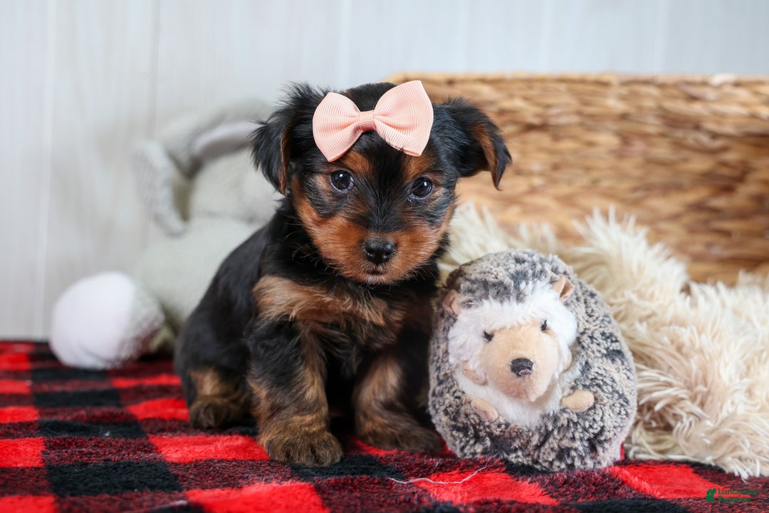 Yorkshire Terrier dogs for sale: COCO - Ad 12