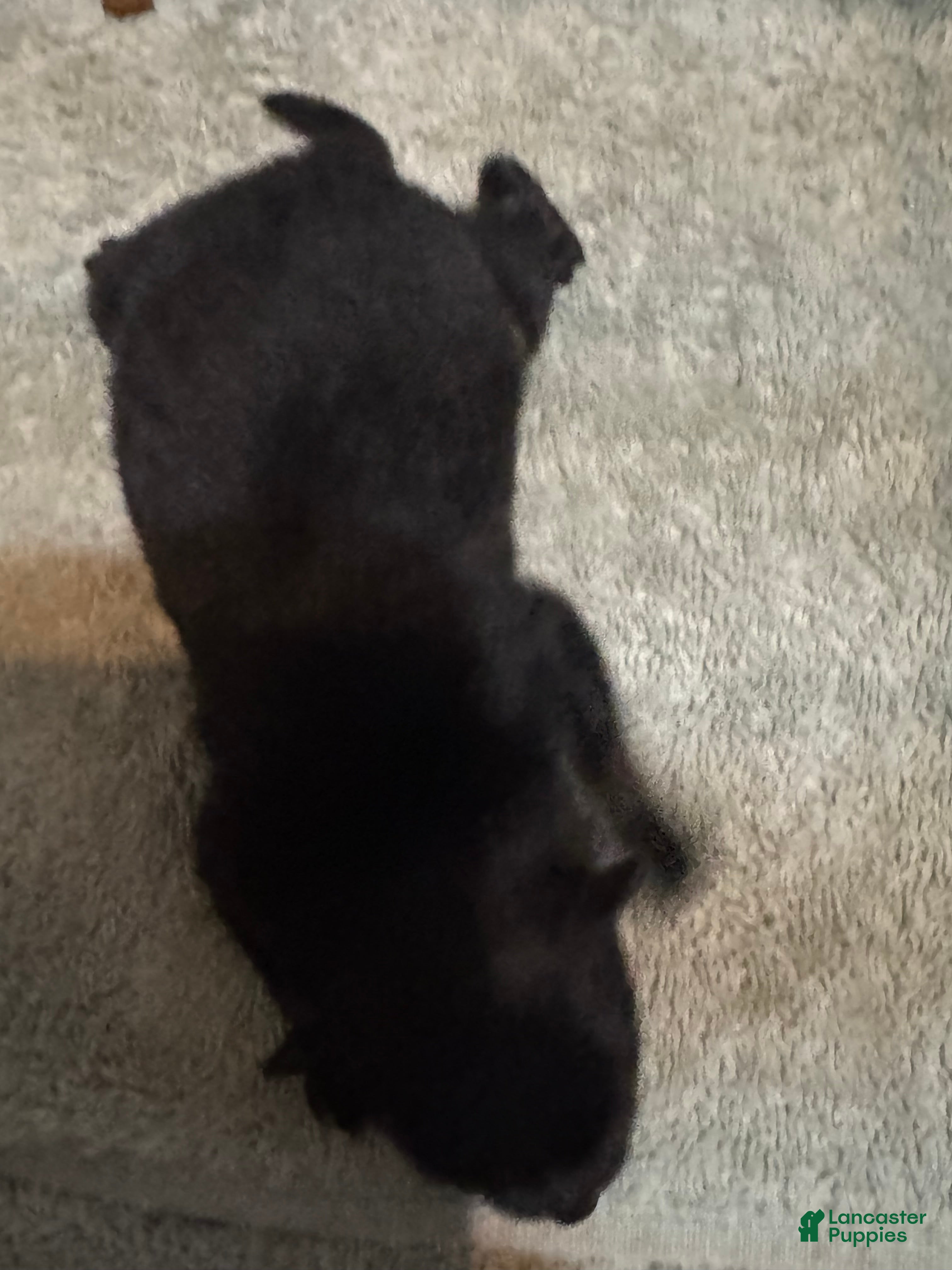 Pomeranian dogs Pomeranian Puppy 1 - Ad 12