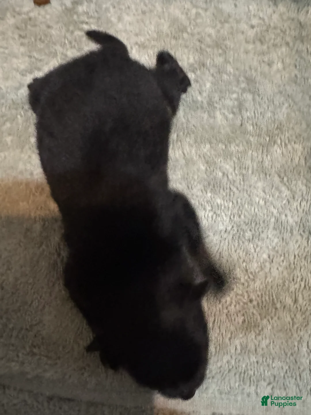 Pomeranian dogs for sale: Pomeranian Puppy 1 - Ad 1