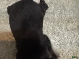 Pomeranian dogs Pomeranian Puppy 1 - Ad 12