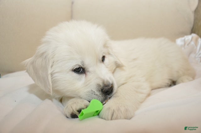 Golden Retriever dogs Mr. Love me Forever - Ad 1