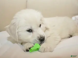 Golden Retriever dogs for sale: Mr. Love me Forever - Ad 3