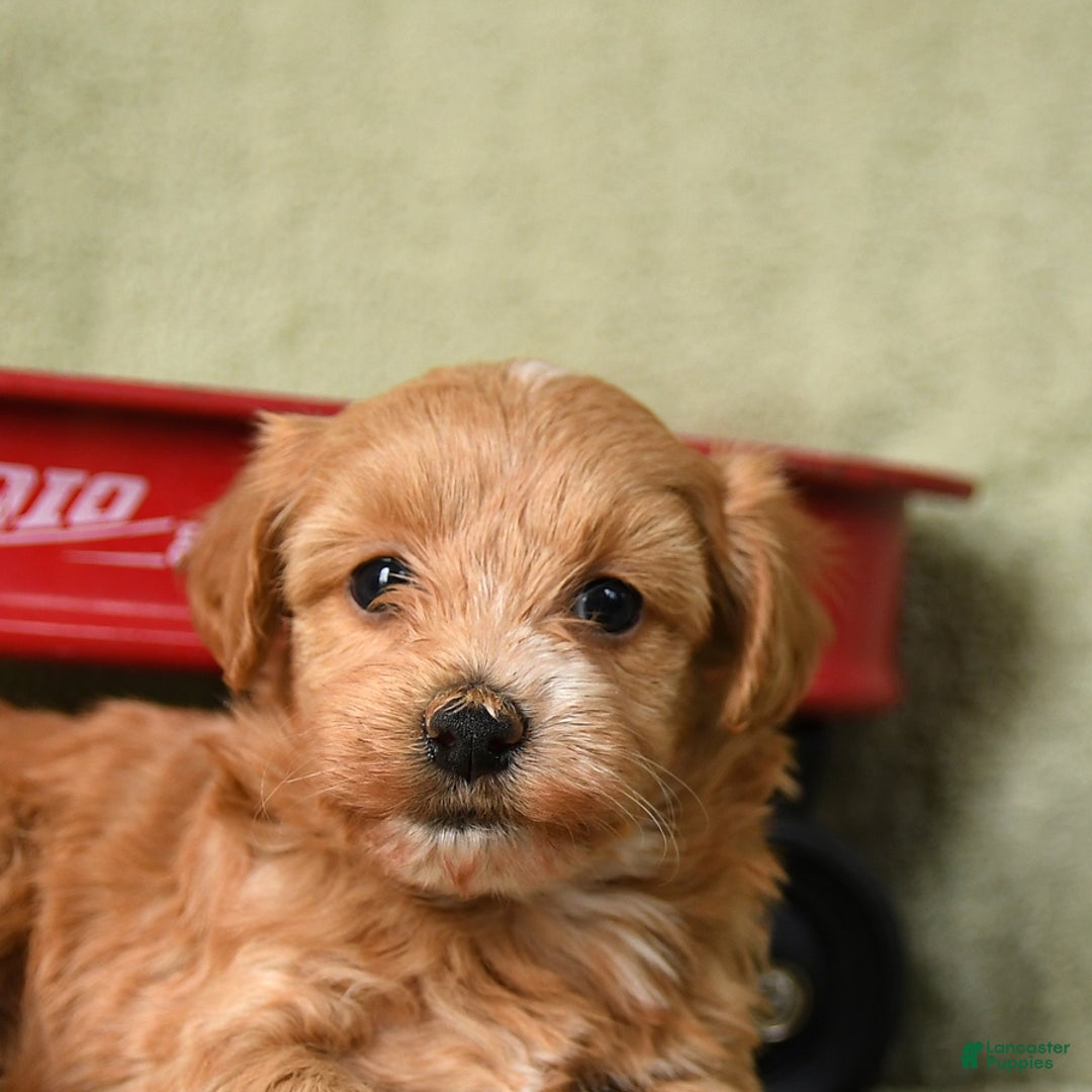 Havapoo dogs for sale: Lula - Ad 2