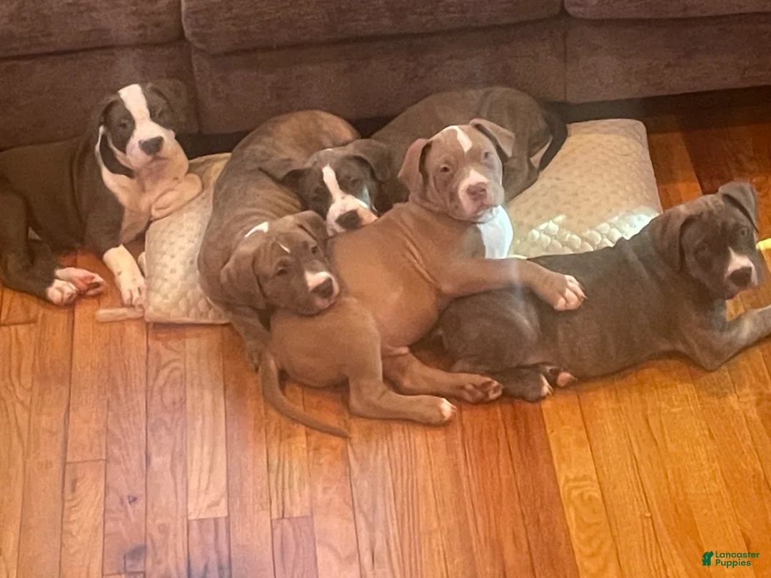 American Bully dogs for stud: Teflon “The Don” - Ad 27