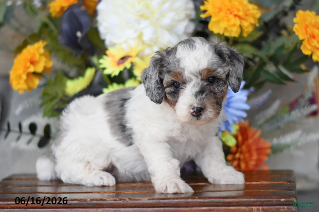 Mini Goldendoodle dogs for sale: Axel - Ad 2